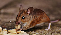 pest-proofing-and-structural-hardening Experts in Red Rock